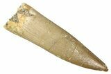 Fossil Plesiosaur (Zarafasaura) Tooth - Morocco #344209-1